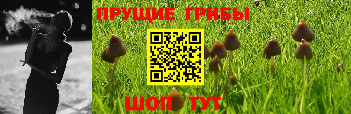 Вязники  Галлюциногенные грибы Cubensis  Вход с VPN 